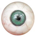 oeil