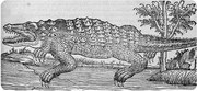 crocodile