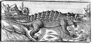 crocodile