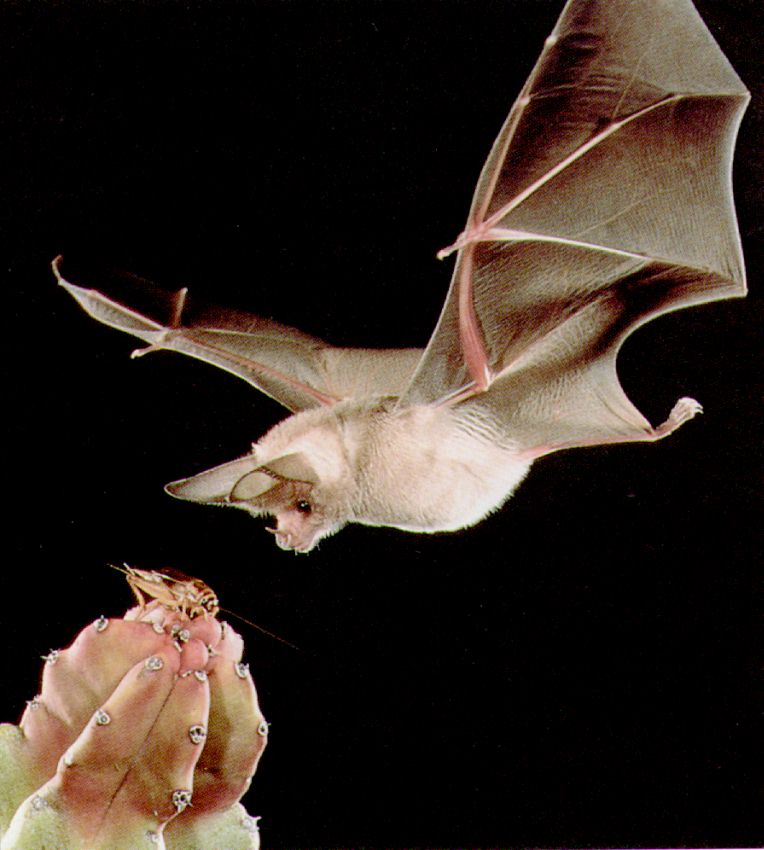 http://www.procrastin.fr/blog/images/pointure/bat.jpg