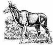 boselaphus 