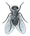 Ophiomyia.jpg